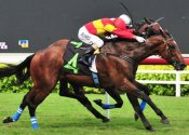 Handy stayer Deep Pockets battles hard to keep Ready To Strike at bay.<br>Photo by Singapore Turf Club